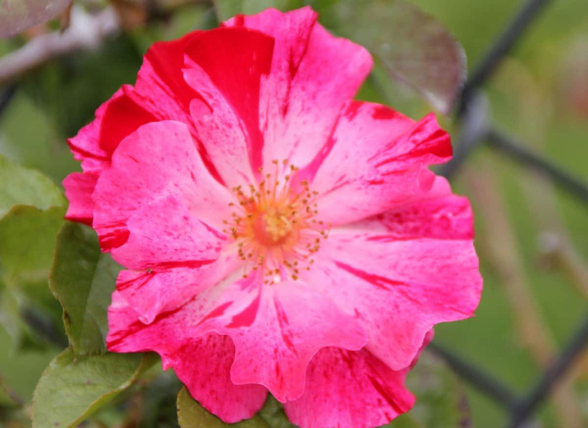 Plant Fourth of July climbing roses in well-drained soil in the sun.