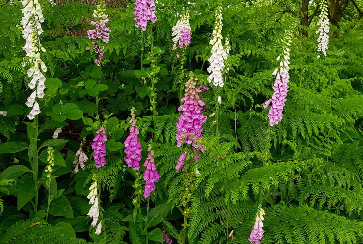 Birds love the tubular blooms of the foxglove.