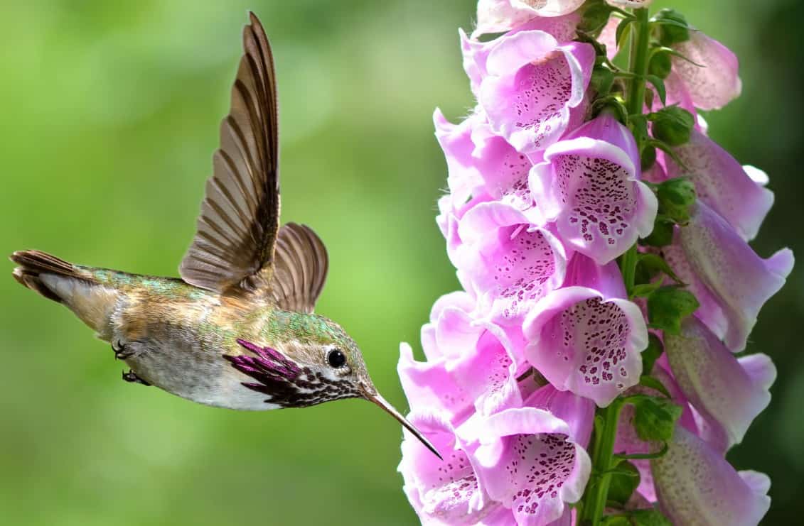 The tubular blooms of the foxglove are a hummingbird magnet.