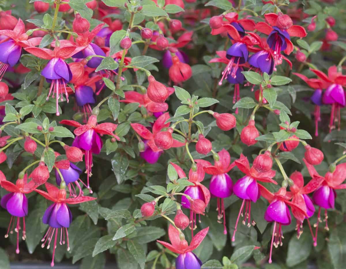 Fuchsia is an excellent choice for a hanging basket.