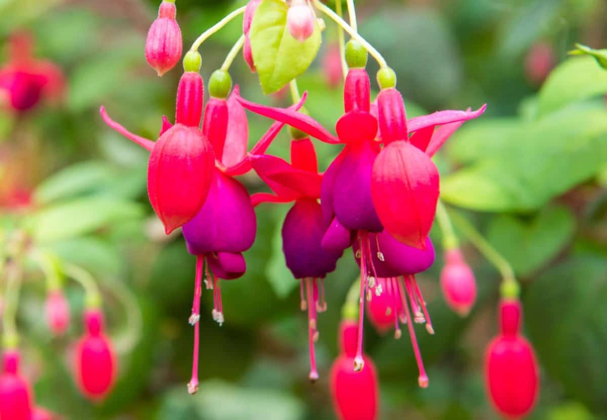 Fuchia's drooping habit makes it ideal for planting in pots.