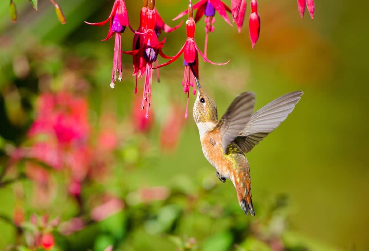 The fuchsia's drooping habit makes it ideal for hanging baskets or window boxes.