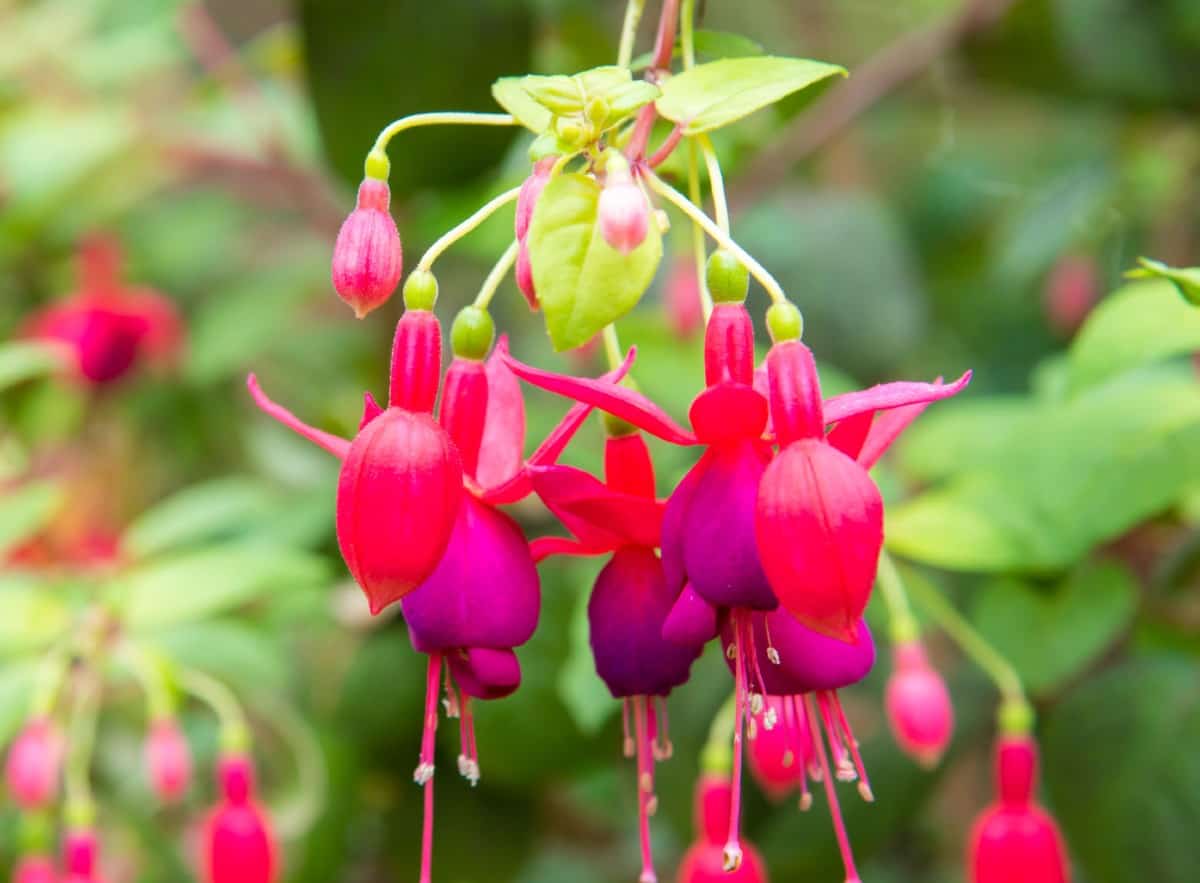 Fuchsia is an attractive tropical flower.