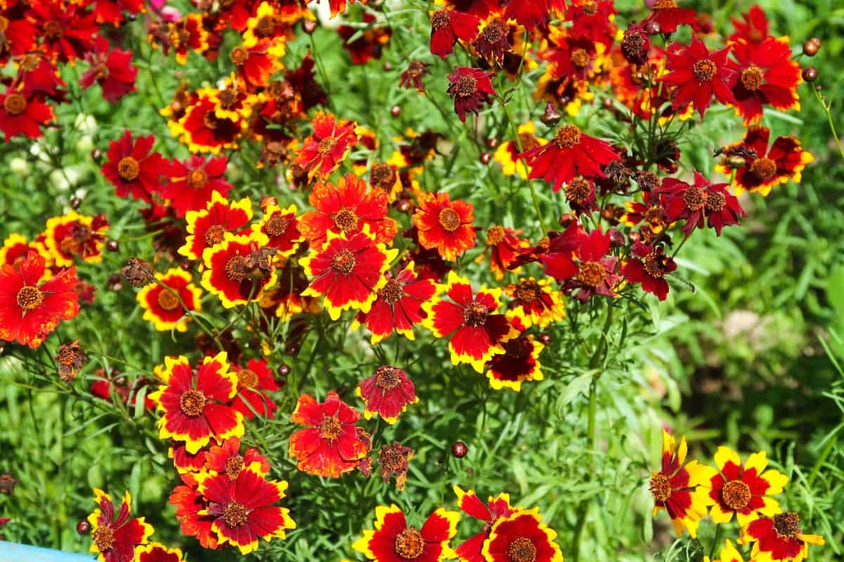 Grow garden calliopsis flowers from seed for best results.