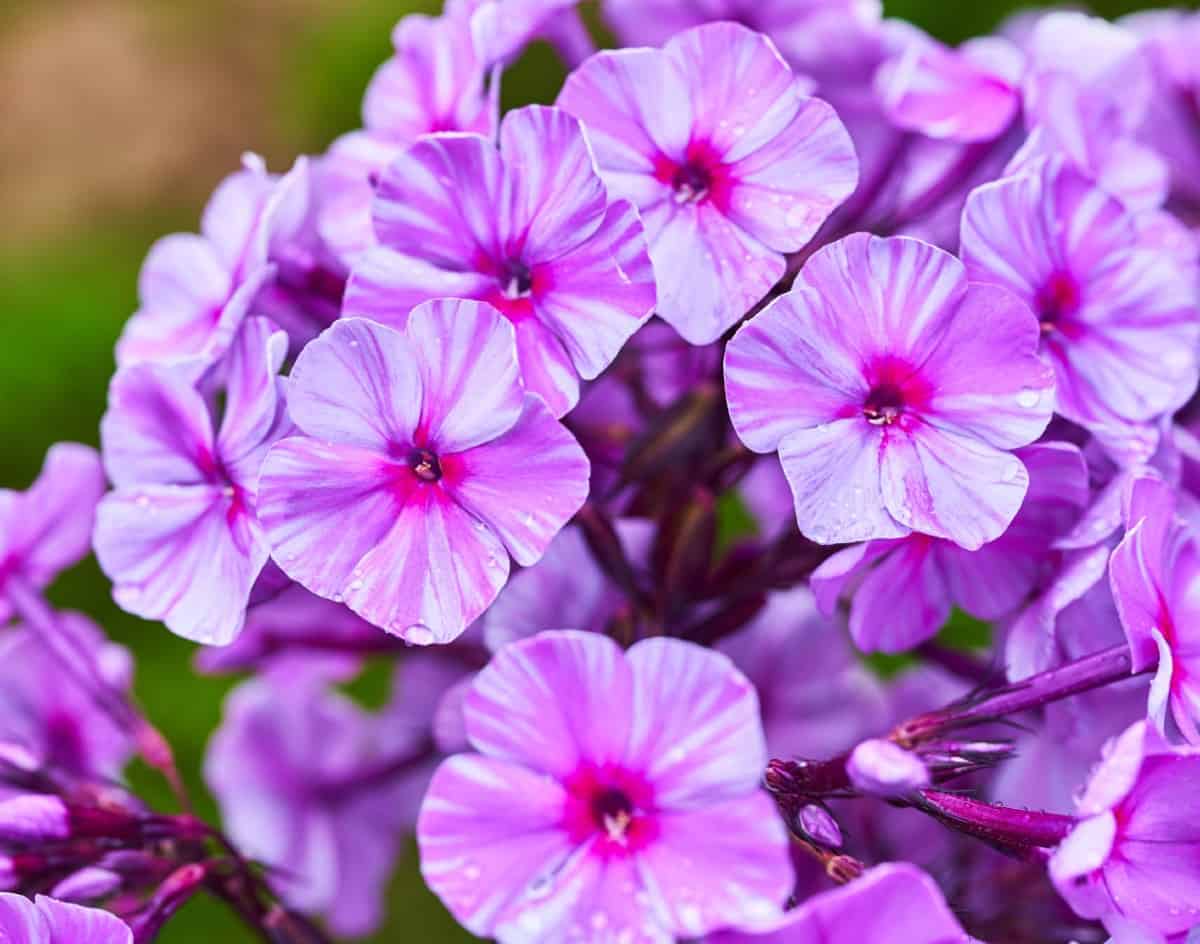 For a fragrant perennial, grow garden phlox plants.