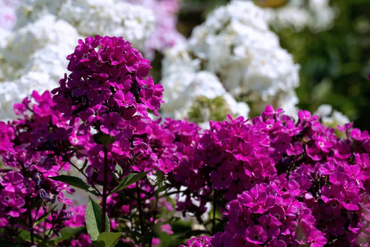 Garden phlox is easy to grow.