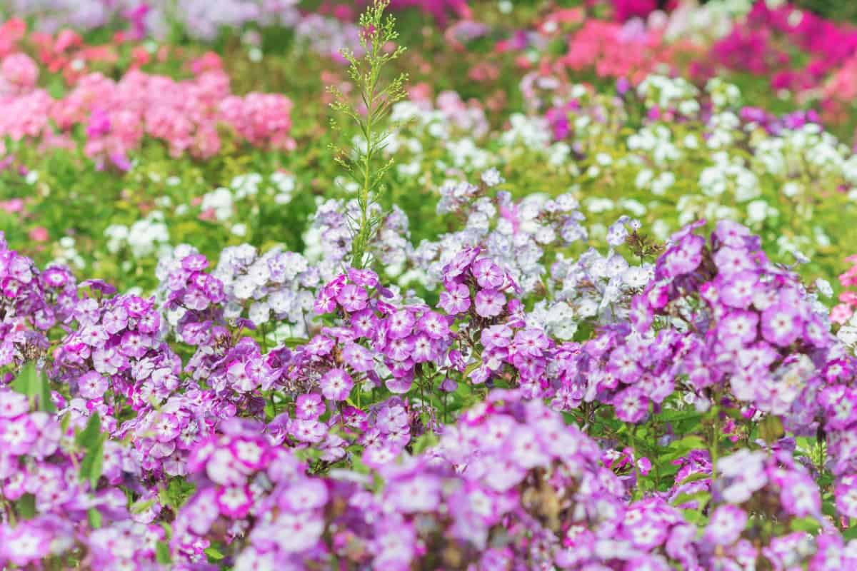 Garden phlox are perennials that have a long blooming period.