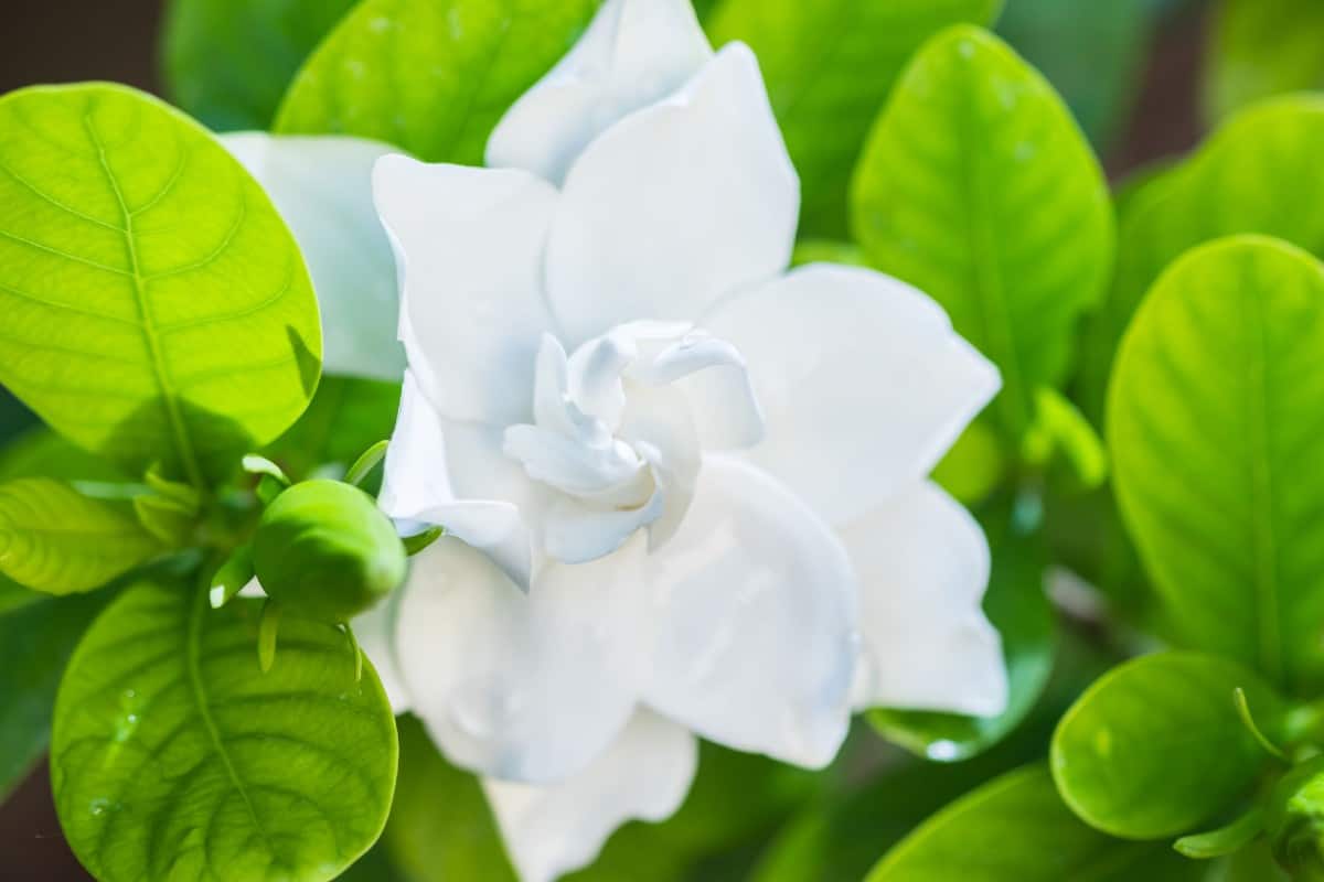 Gardenia flowers are popular for weddings.