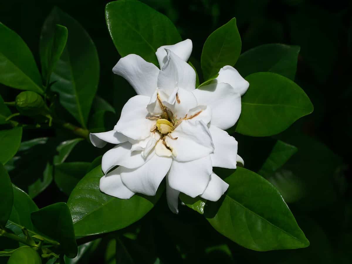 Gardenias require a little more care than most flowering shrubs.