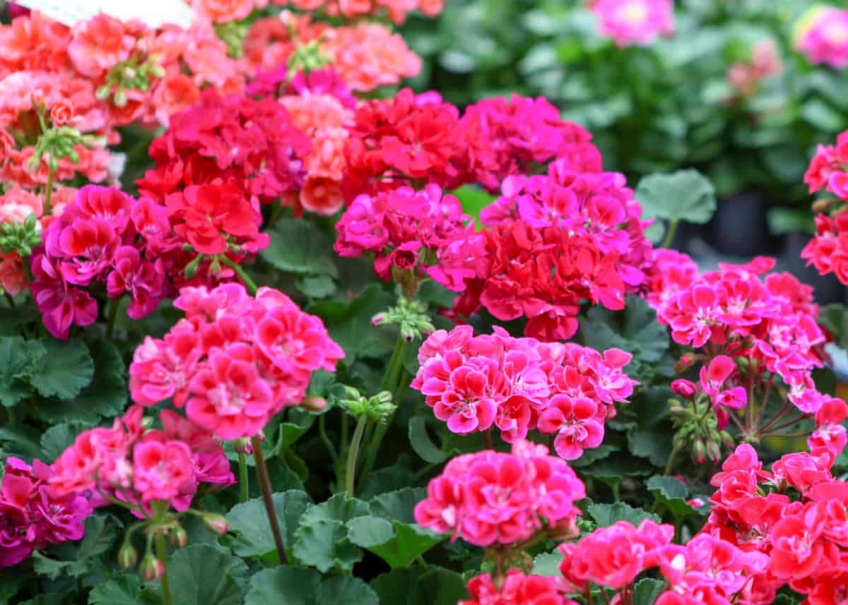 Geraniums typically bloom all summer long.