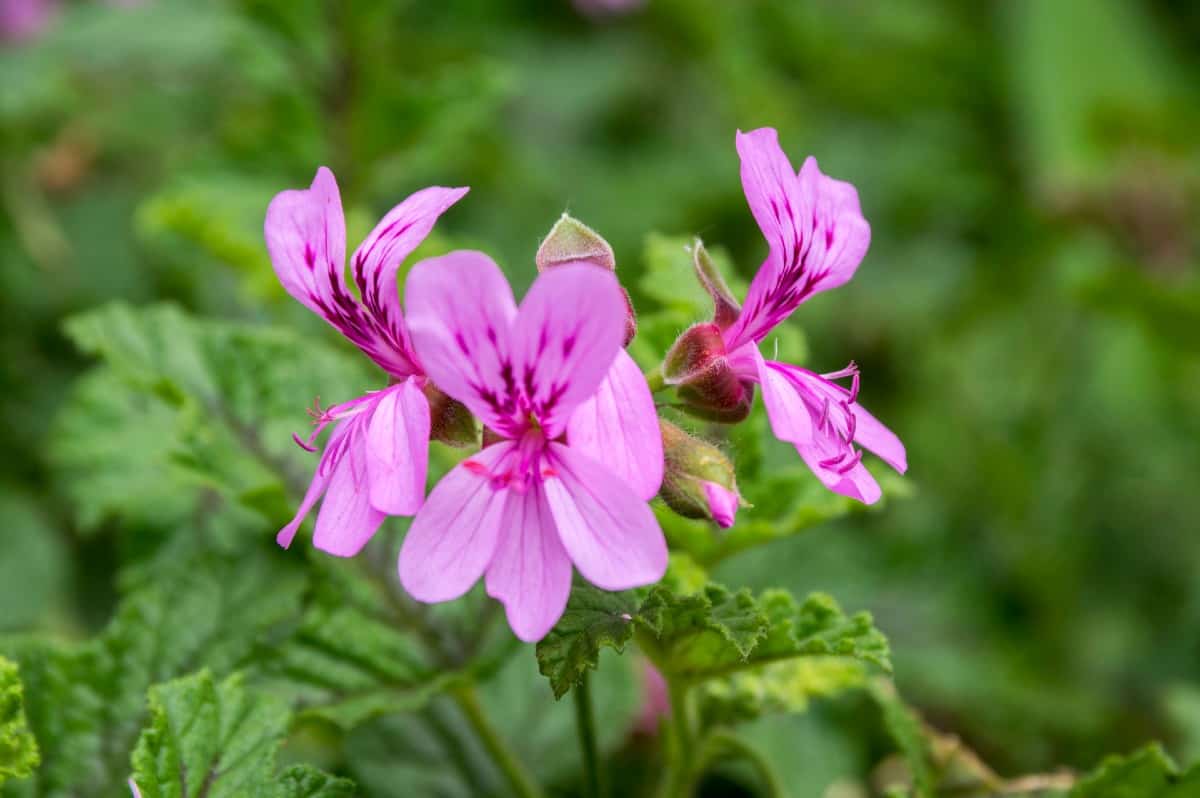 Geraniums need lots of sun to produce sufficient flowers.