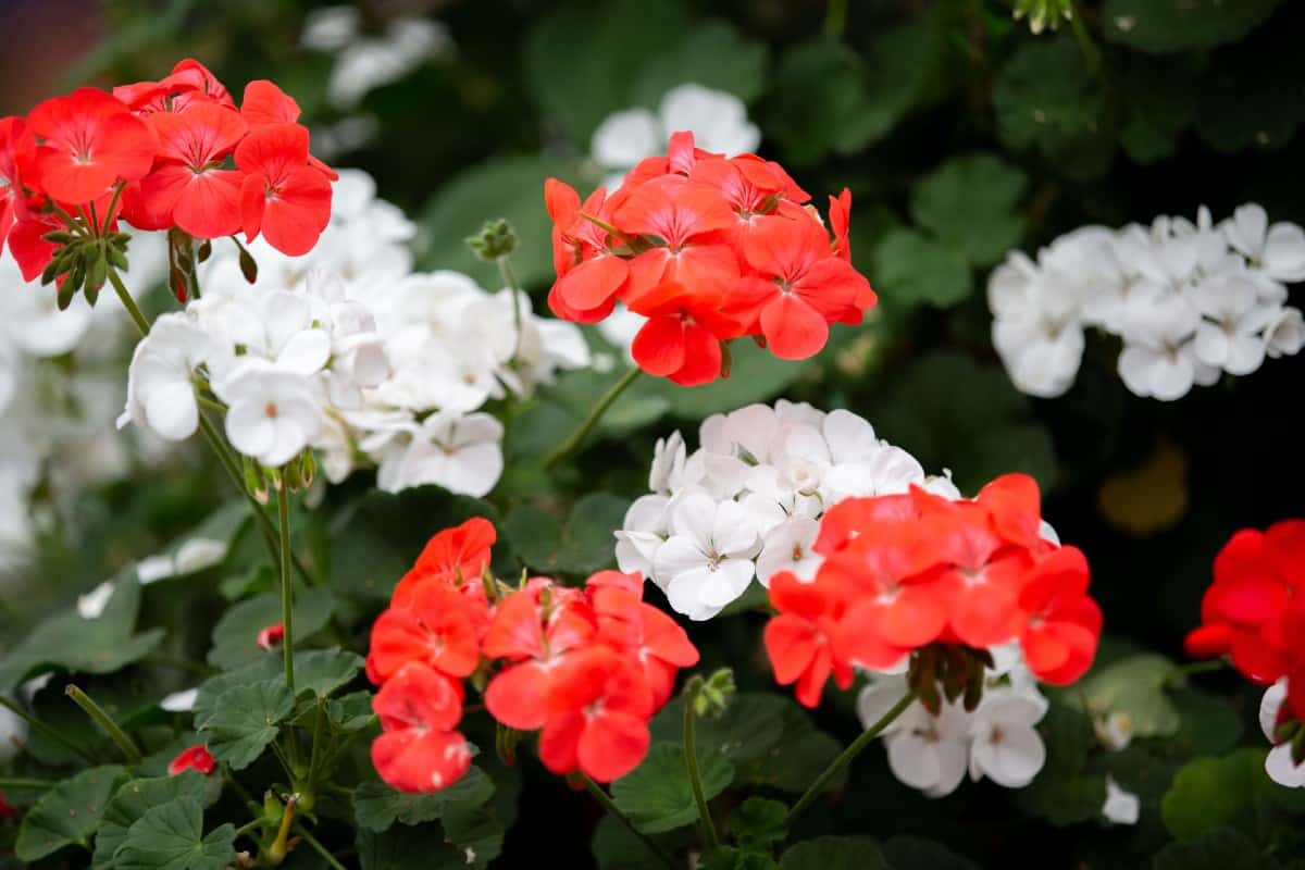 Geranium likes dry soil in the shade.