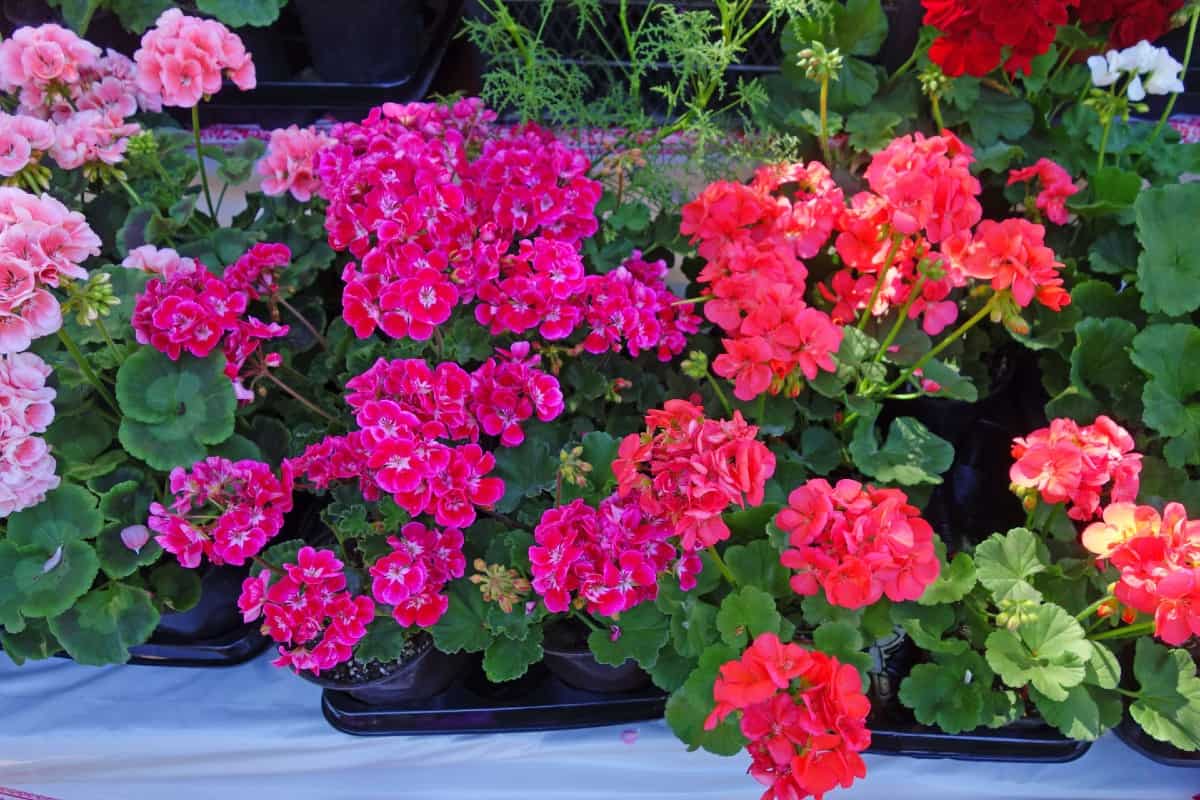Geraniums are perennials in warmer climates.