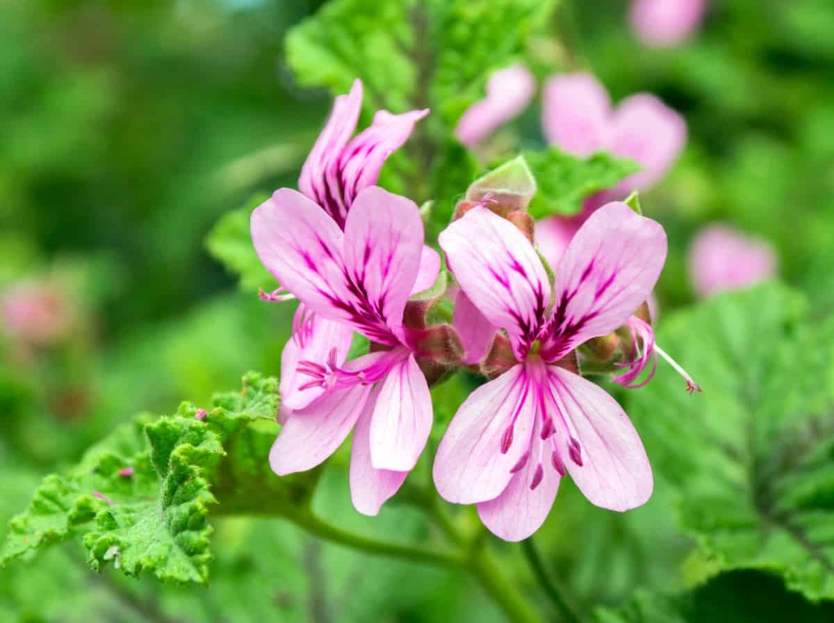 Different types of geraniums have varying scents.