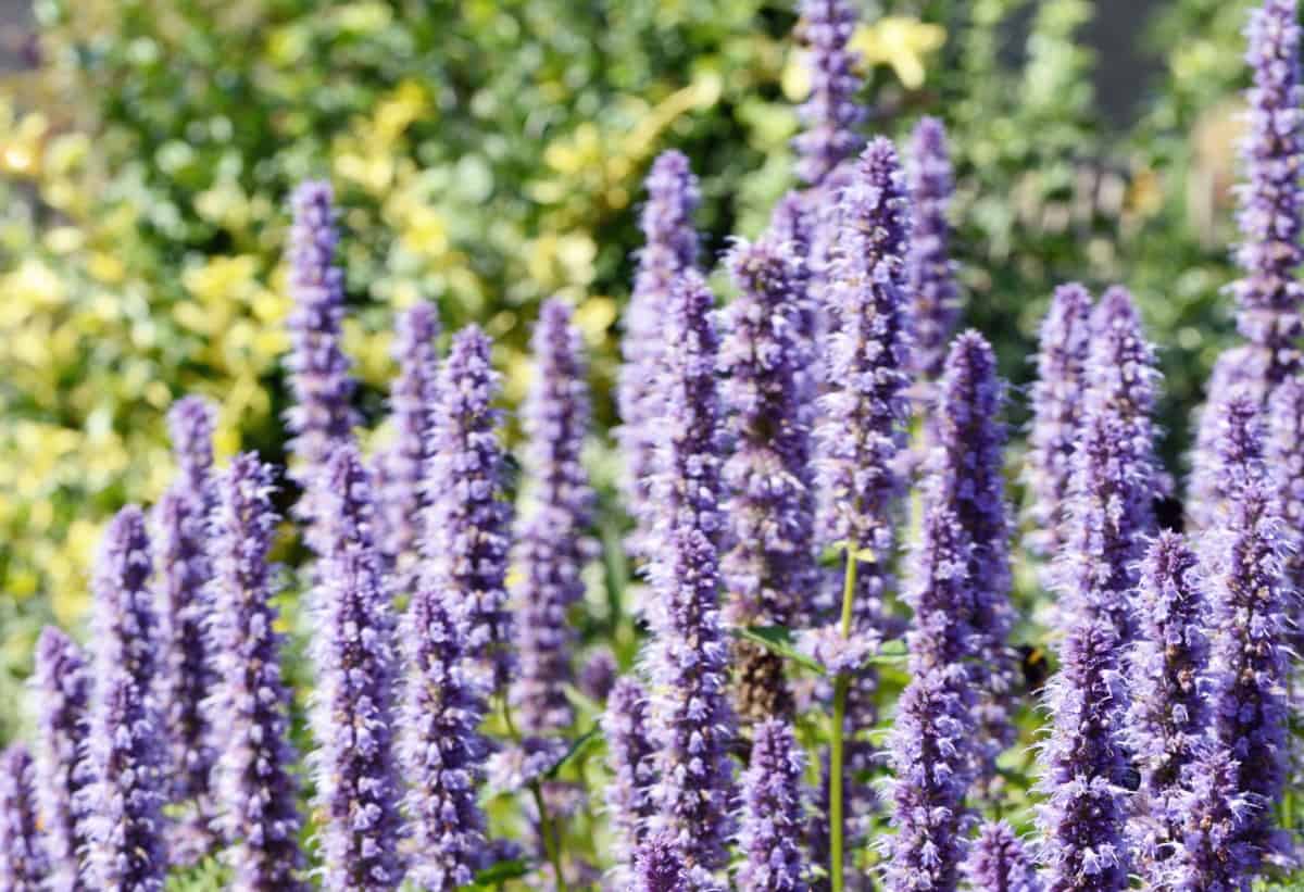 Giant hyssop has a long blooming time.