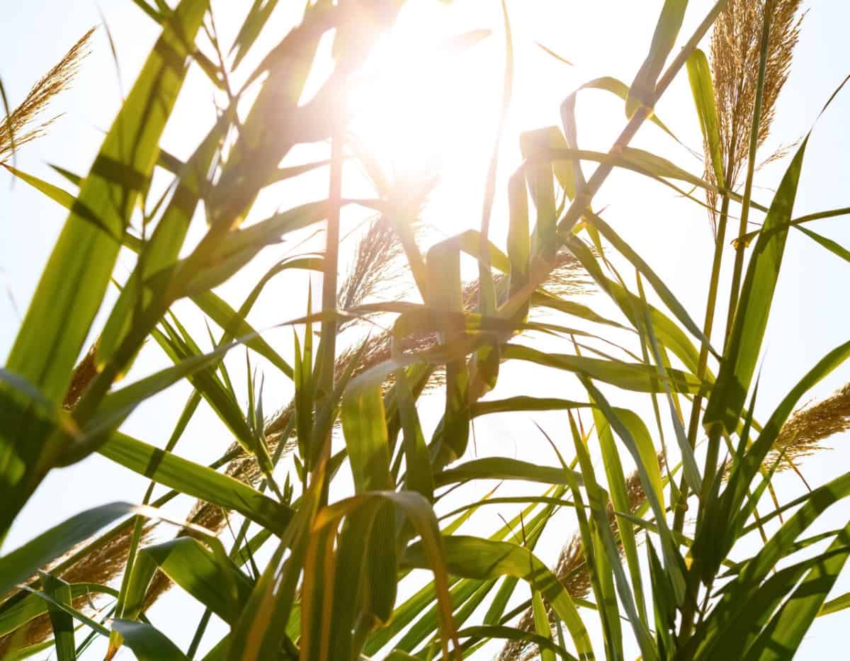 Giant reed is so invasive that it grows up to four feet a day.