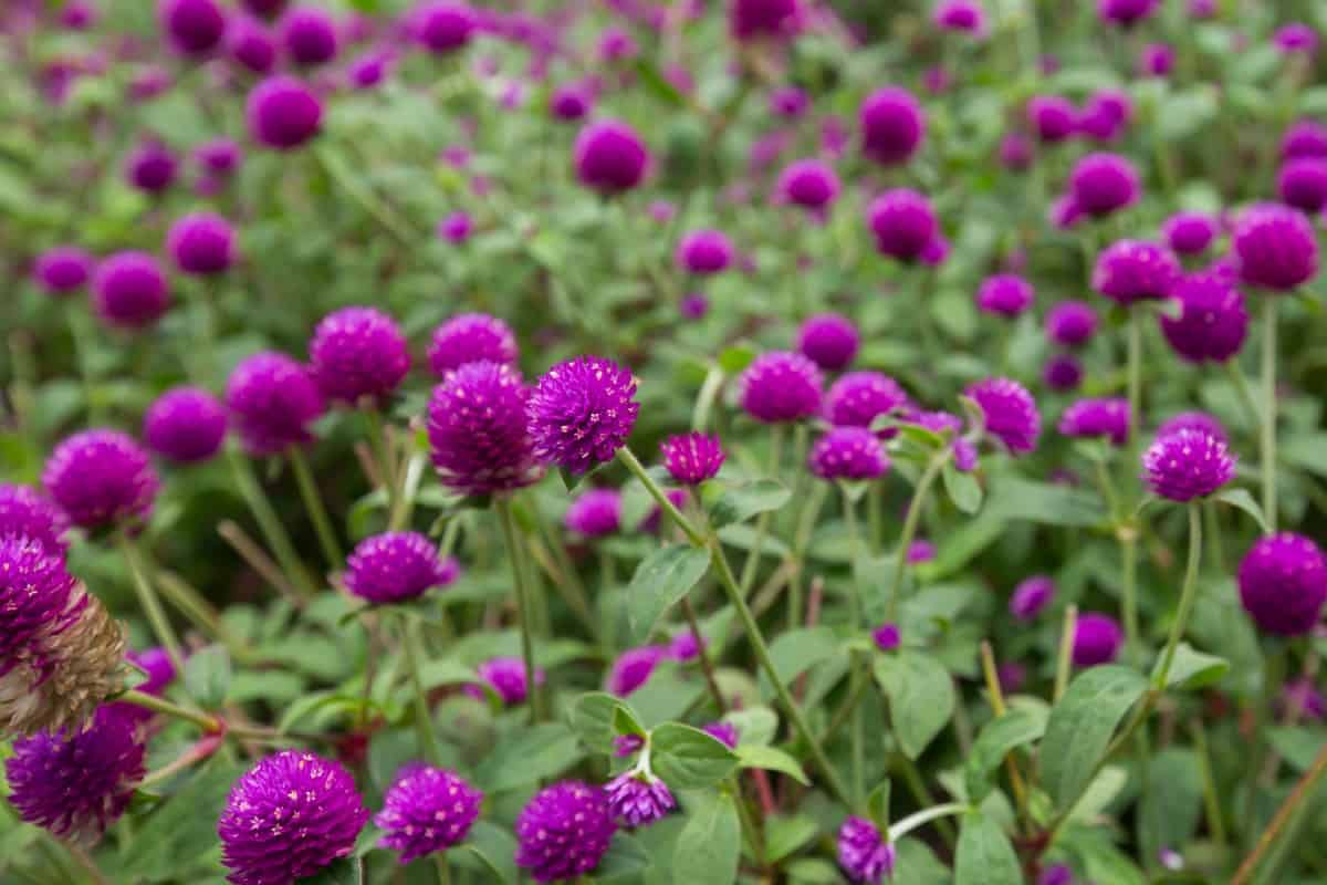 The globe amaranth makes an excellent cut flower.