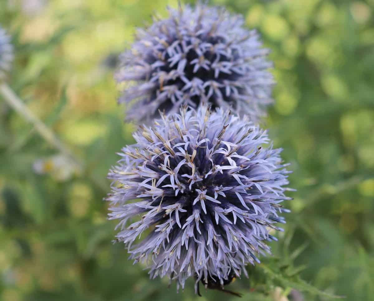 Goldfinches readily eat the seeds of the globe thistle.