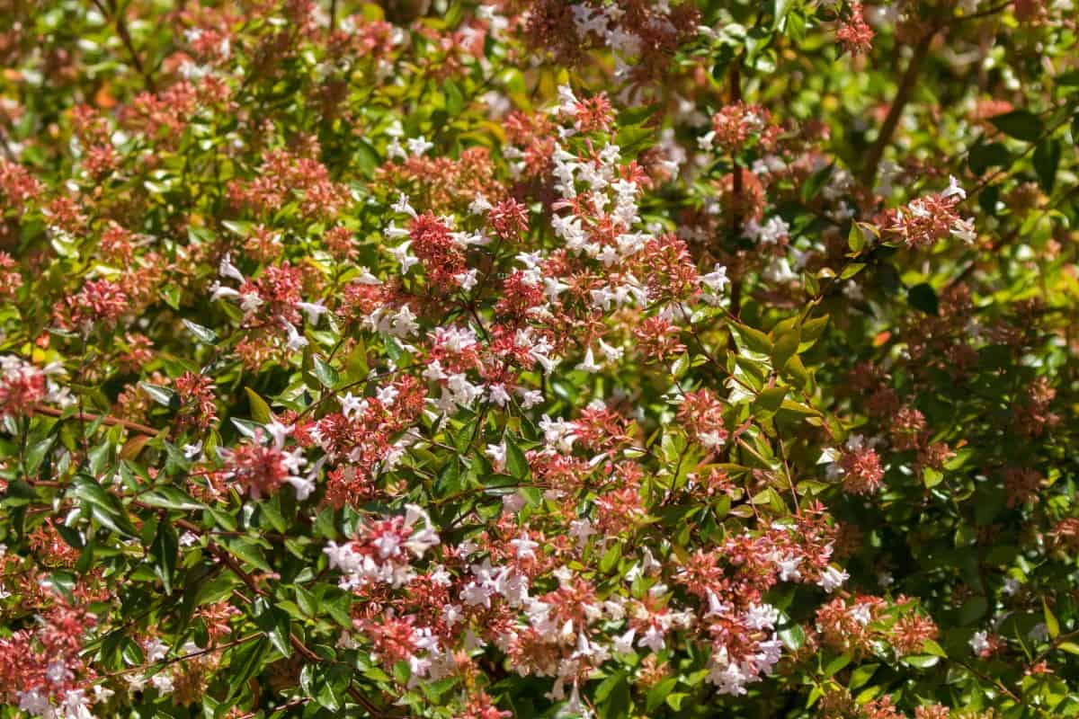 Glossy abelia shrubs are pollinator magnets.