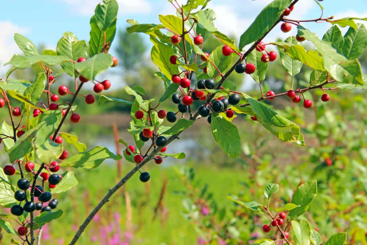 Glossy buckthorn is typically grown as a hedge plant but it takes over the area.