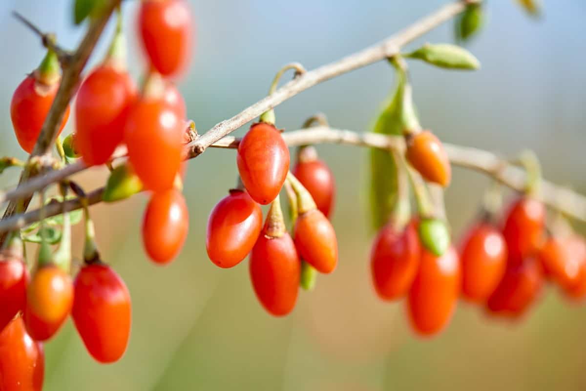 Goji berry trees are thorny but produce delicious fruit.
