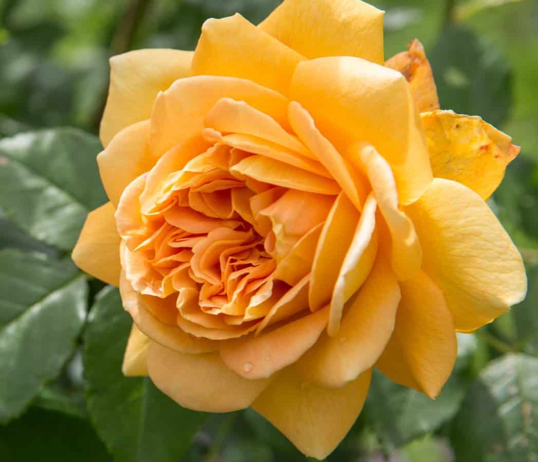 Golden celebration roses make excellent cut flowers.