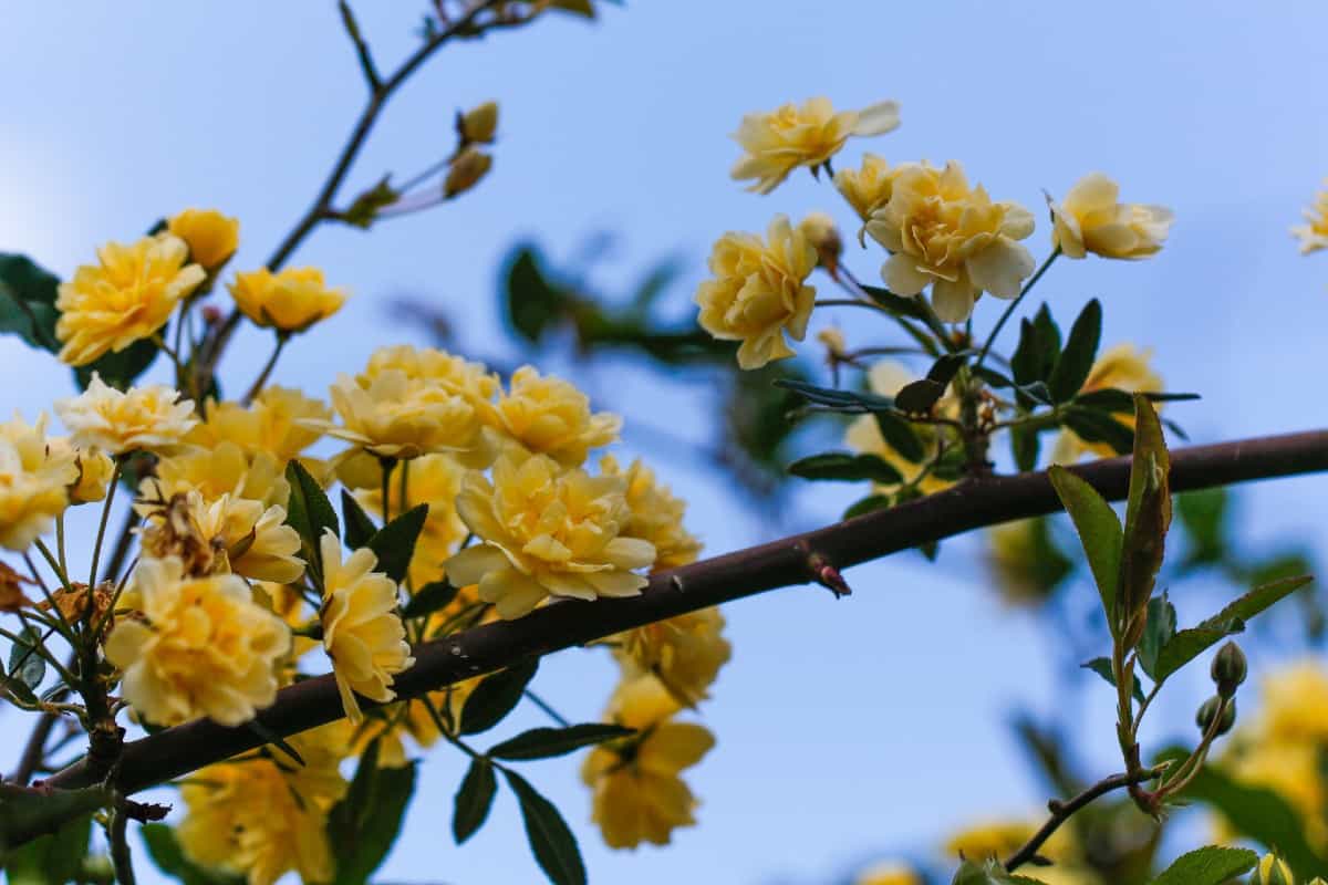 Golden Showers yellow rose bushes have almost no thorns.