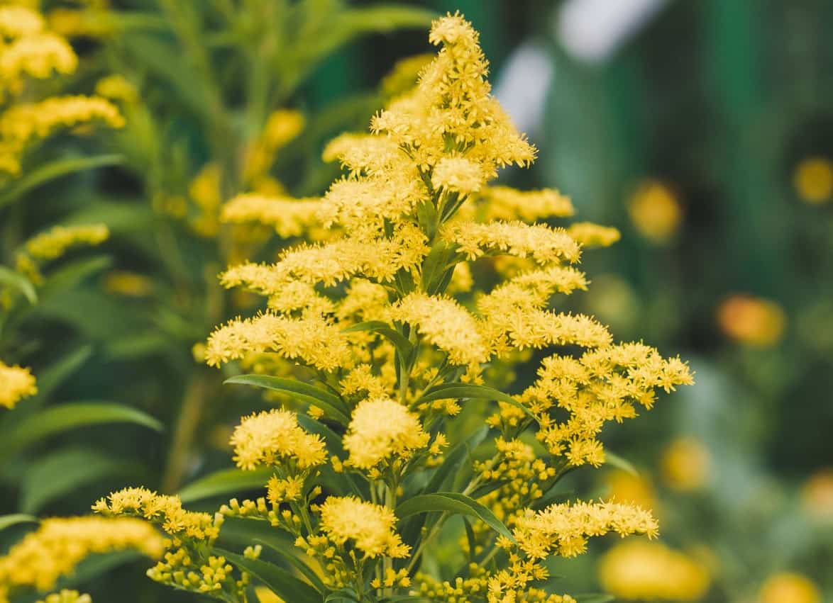 People classify goldenrod perennials as weeds or wildflowers.