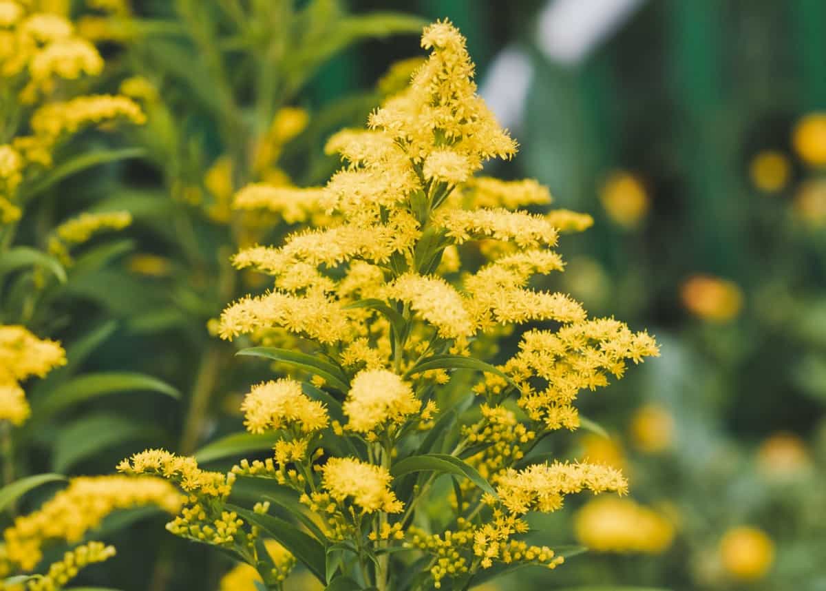 The yellow flowers of goldenrod draw insects away from other plants.