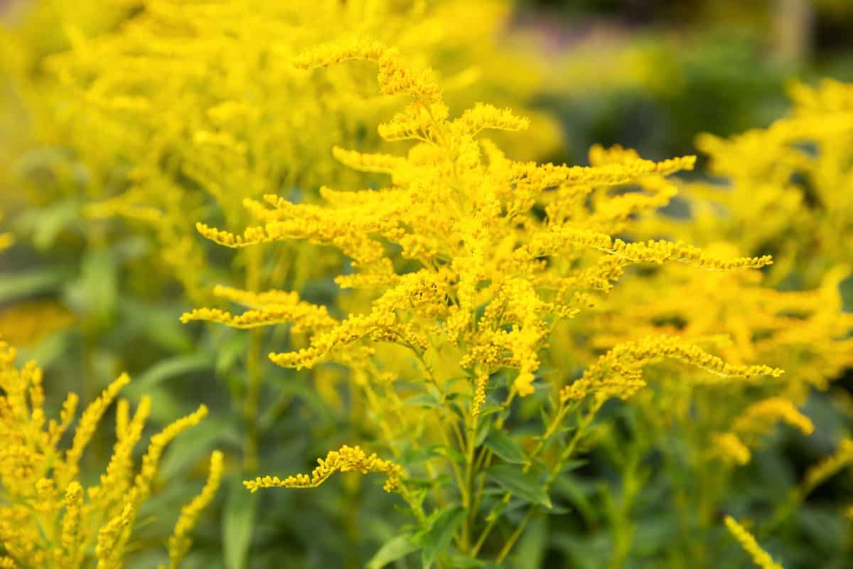 Goldenrod is usually called either a weed or a wildflower.