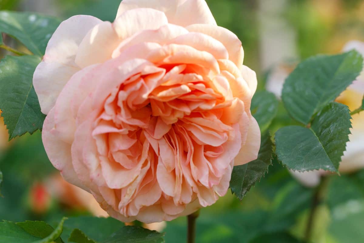 The grace rose is well-suited for a container and needs part-shade to thrive.