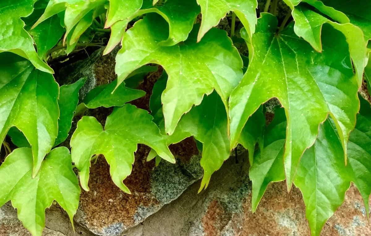 Grape ivy drapes easily.