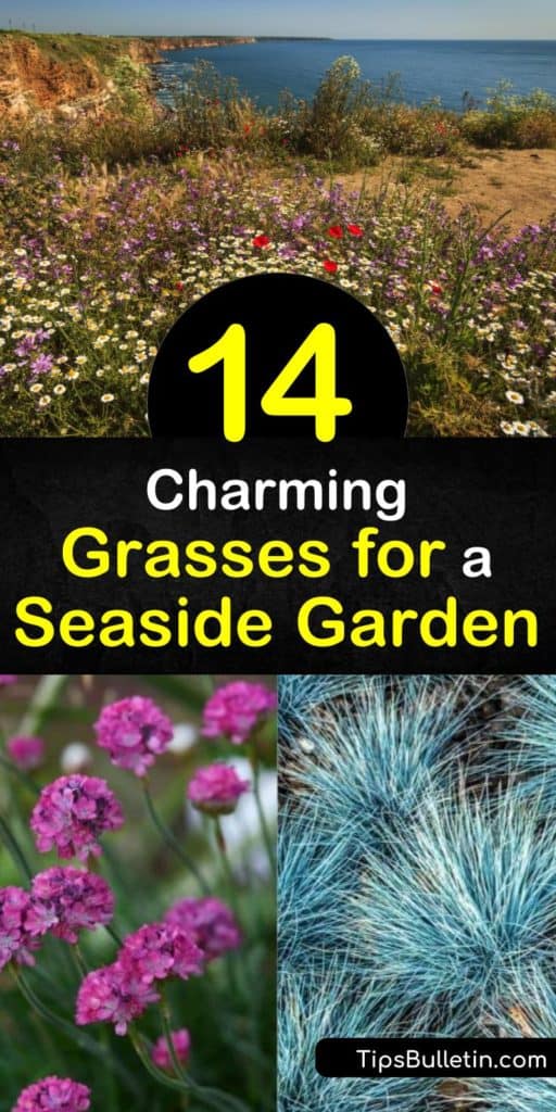 Make your seaside garden stand out with grasses like fescue and reed grass. The seashore creates a harsh environment, but planting your grasses in full sun and well-drained soil will make your garden thrive well past late summer. #grasses #seaside #garden