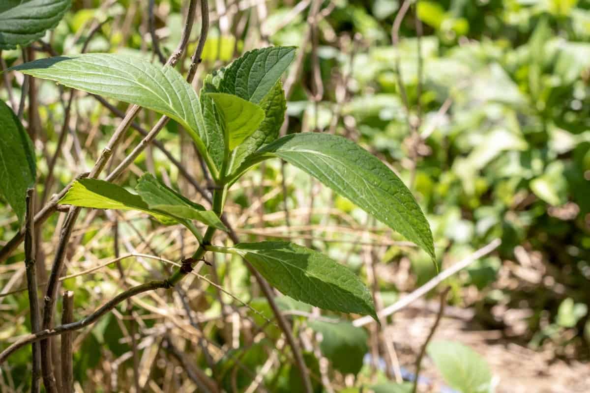 Hackberry thrives just as well in dry sites as it does in wet ones.