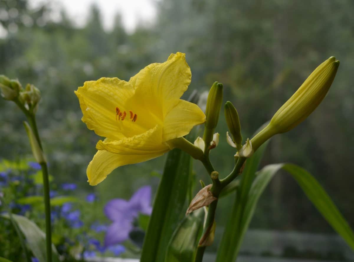 The Happy Returns daylily blooms a long time.