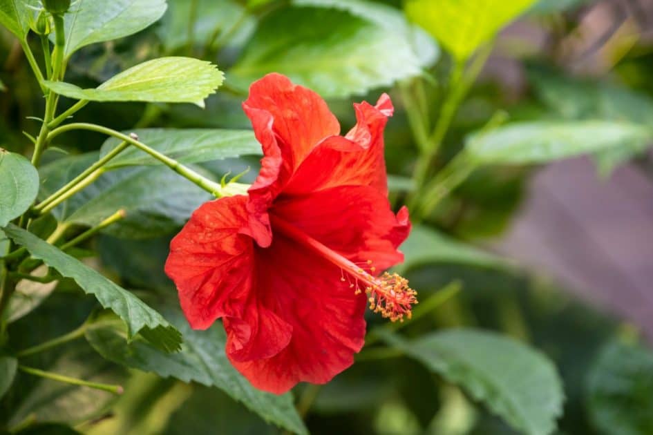 7 EasytoGrow Tropical Perennials that Soak Up the Sun