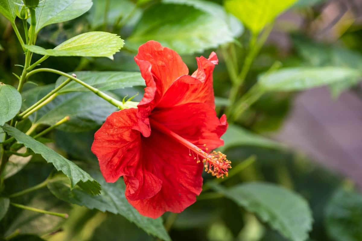 Hardy hibiscus has huge flowers that love the sun.