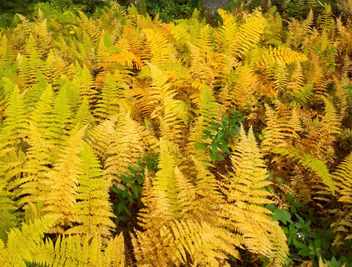 Brush against the hay-scented fern to release its aroma.