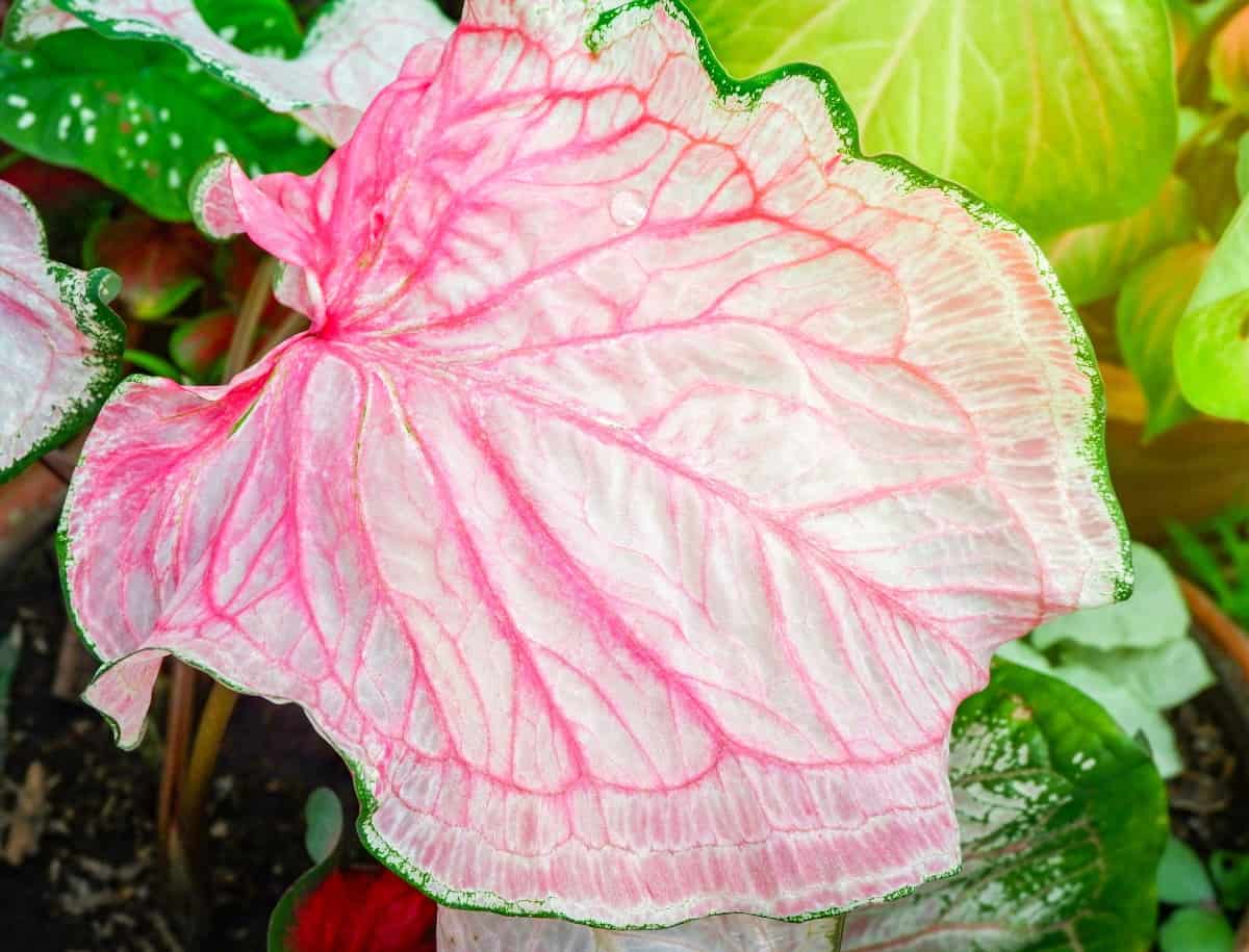 Heart of Jesus or caladium is a low-growing foliage plant.