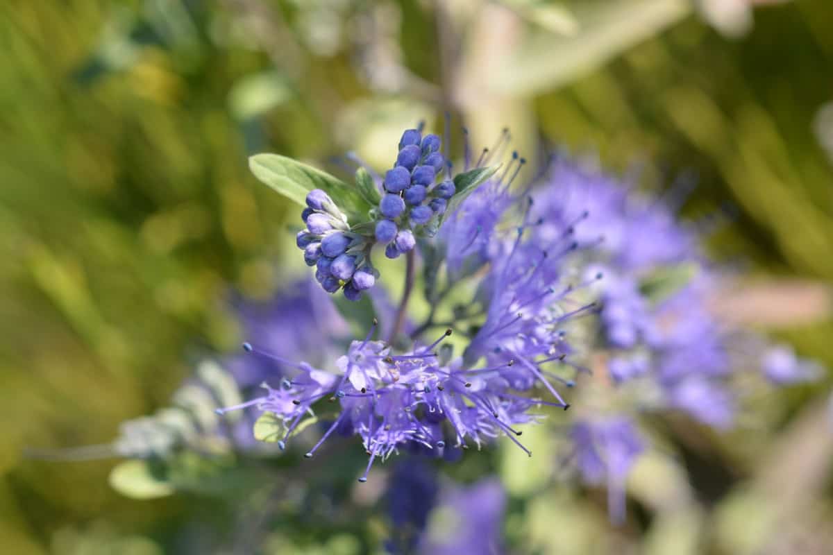 Heavenly blue bluebeard makes an excellent cut flower.