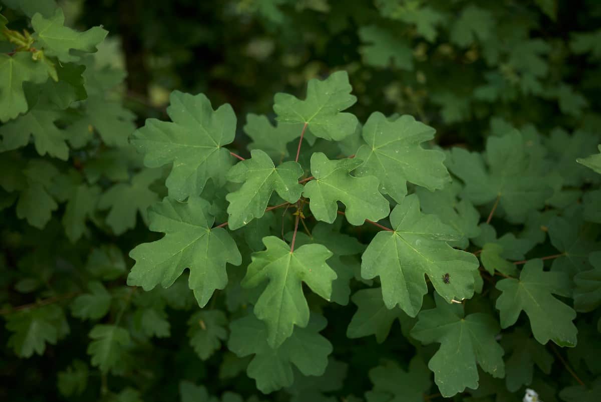 Hedge maple trees are low maintenance.