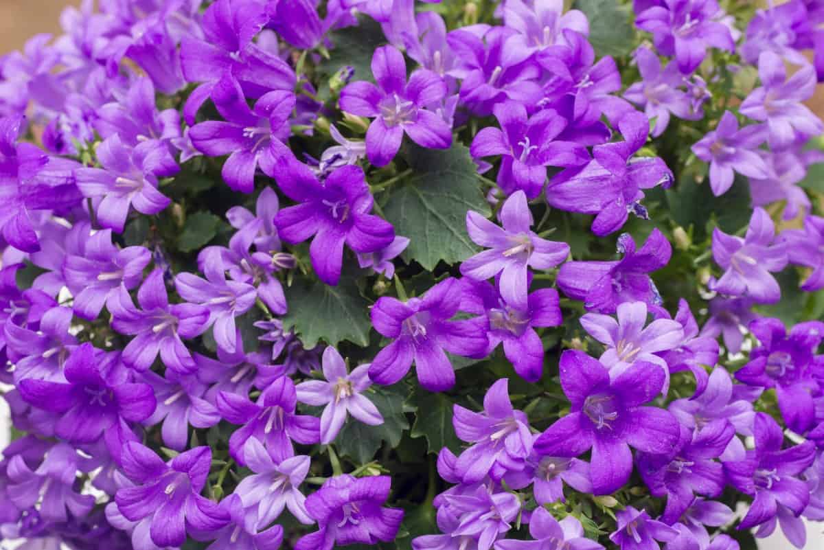 Heliotrope is an old-fashioned flowering shrub.