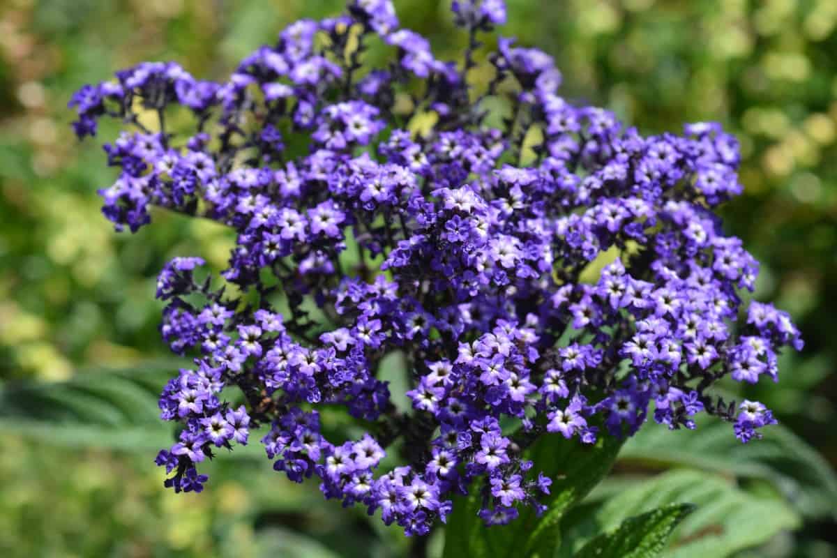 Heliotrope does well in part shade to full sun conditions.