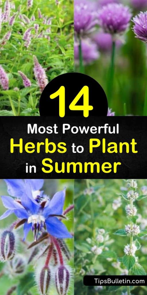 Fill your herb garden with fresh summer herbs like tarragon, lemongrass, coriander, and fennel. Growing these herbs in your windowsill or vegetable garden allows you to add flavor to your food that’s only an arm’s reach away. #beneficialherbs #herbs #plant