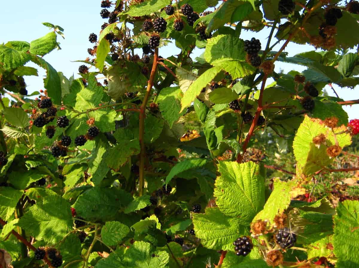 The Himalayan blackberry has thick, sharp thorns.