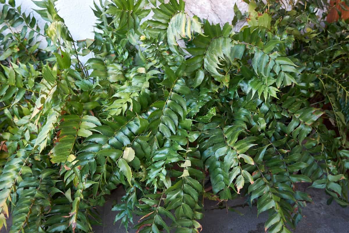Holly ferns do an excellent job of erosion control.