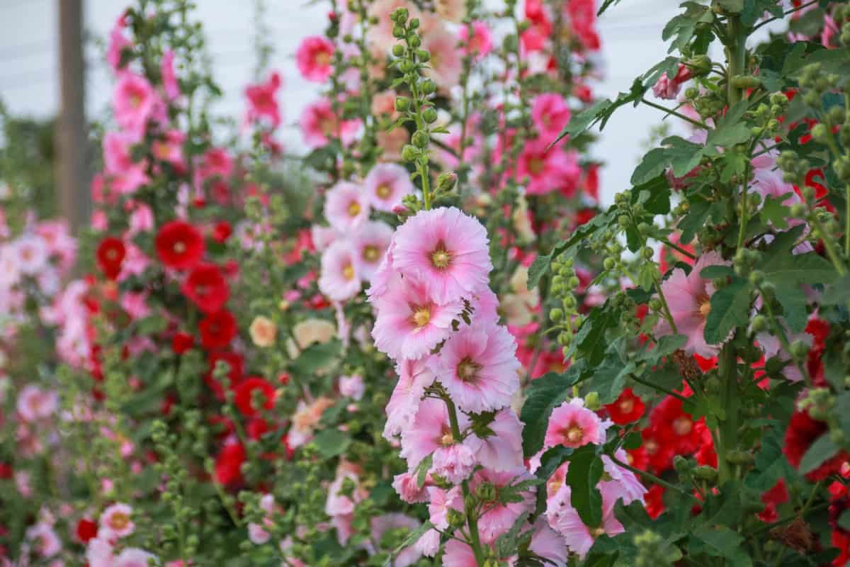 Hollyhock is a perennial nectar plant.