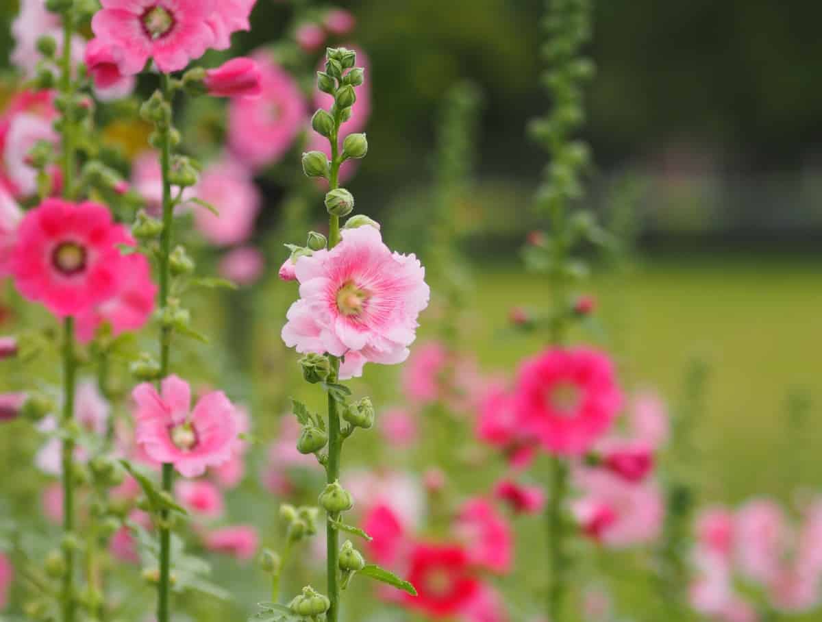 Hollyhock is a low-maintenance plant.