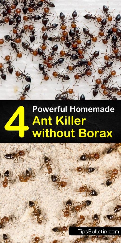 There are many ways to kill ants without using Borax. Learn how to eliminate an ant problem with homemade ant bait, dish soap, cornmeal, and baking soda. Make a natural ant spray with peppermint essential oil and a spray bottle. #antkillerwithoutborax #boraxfreeantkiller #antkiller #noborax