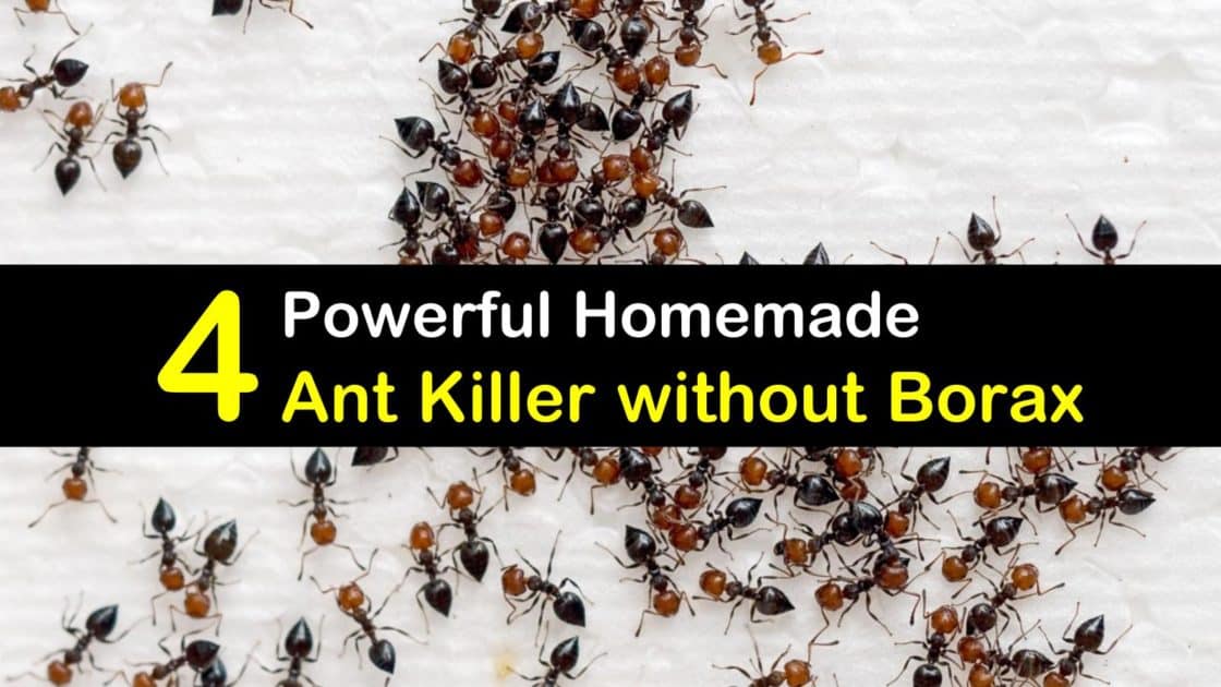4 Powerful Homemade Ant Without Borax - Borax Ant Bait Diy